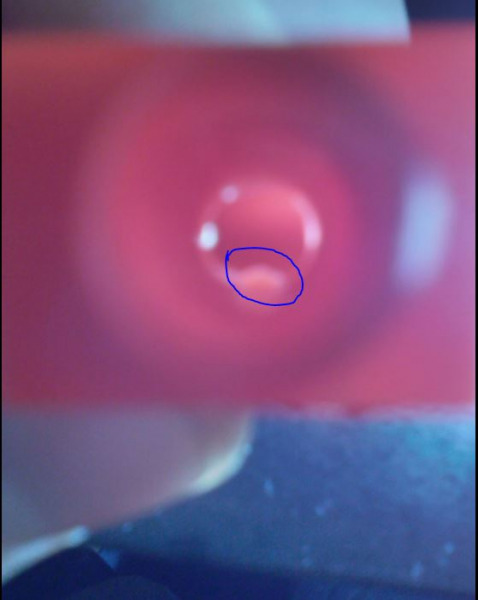 Damian, Biała Podlaska